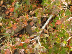 Ribes oxyacanthoides