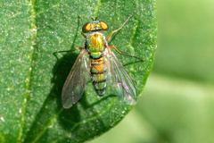 Condylostylus caudatus