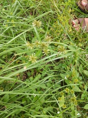 Cyperus croceus