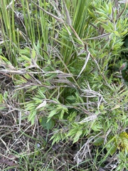 Dichanthelium scoparium
