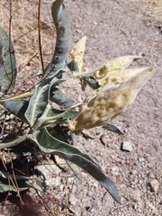 Asclepias eriocarpa