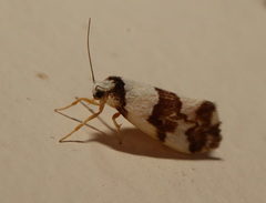 Philenora aspectalella