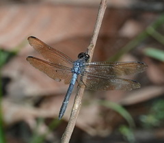 Cratilla lineata