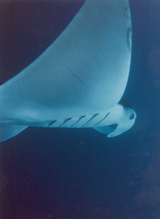 Mobula birostris