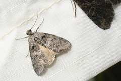 Pococera asperatella