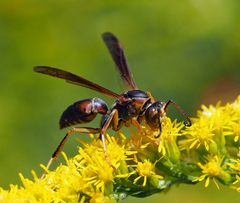 Fuscopolistes