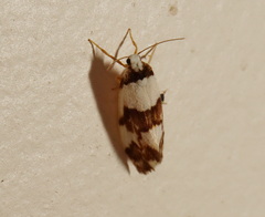 Philenora aspectalella