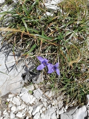Gentianopsis ciliata