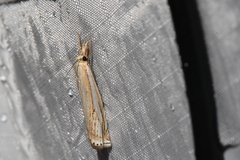 Crambus saltuellus