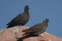 Columba albitorques