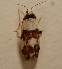 Philenora aspectalella
