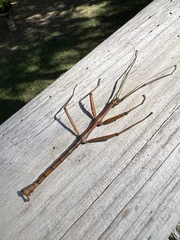 Megaphasma denticrus