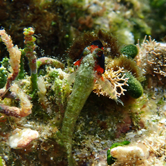 Enneapterygius rufopileus