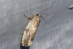 Pseudosciaphila duplex