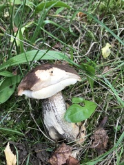 Leccinum scabrum