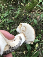 Leccinum scabrum