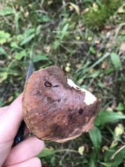Leccinum scabrum