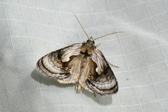 Chrysanympha formosa