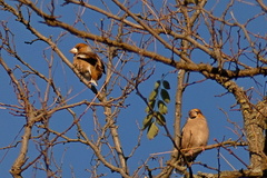Coccothraustes coccothraustes