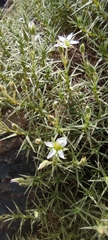 Arenaria pungens