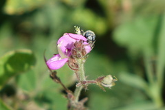 Exomalopsis