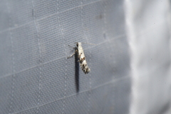Argyresthia austerella