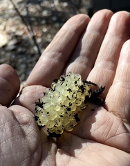 Ariolimax columbianus