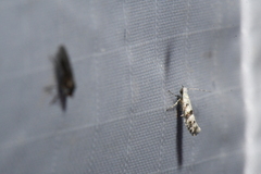 Argyresthia austerella