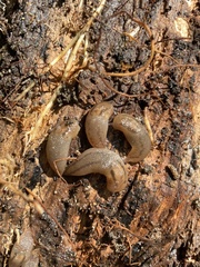 Ambigolimax valentianus