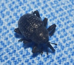 Chalcodermus aeneus
