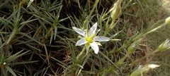 Arenaria pungens