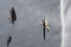 Argyresthia austerella
