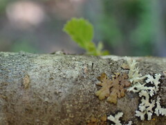 Allocalicium