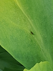 Microtechnites bractatus