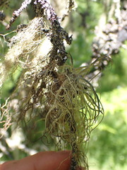 Alectoria sarmentosa