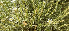 Arenaria pungens
