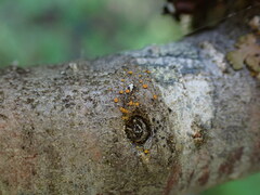 Candelariella