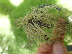 Alectoria sarmentosa