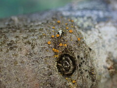 Candelariella