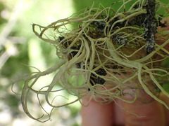 Alectoria sarmentosa