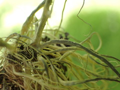 Alectoria sarmentosa