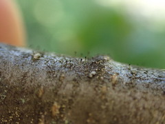 Allocalicium adaequatum