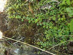Gaultheria hispidula