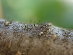 Allocalicium adaequatum