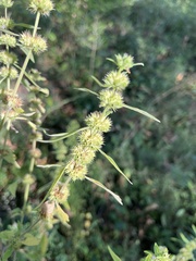 Chaiturus marrubiastrum