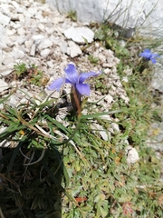 Gentianopsis ciliata
