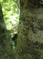 Ramalina dilacerata