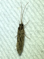 Polycentropodidae