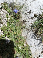 Gentianopsis ciliata