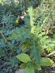 Cirsium